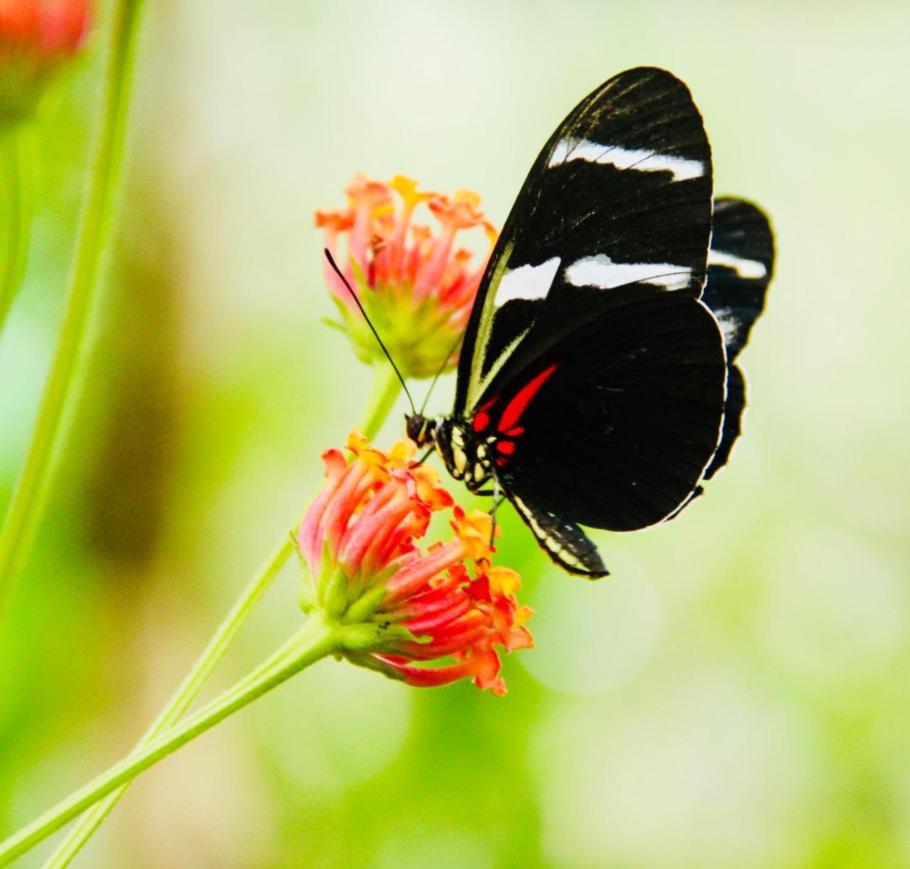 Irapay Amazon Lodge - Asociado Casa Andina อีกีโตส ภายนอก รูปภาพ